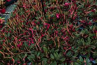 Colourful flowers