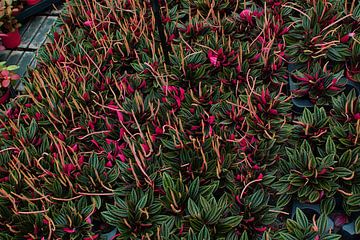 Colourful flowers by Dennie de Jong