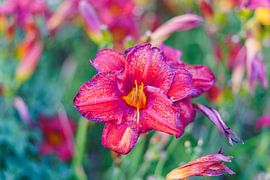 Daglelie van Luis Emilio Villegas Amador