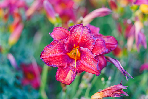 Daylily