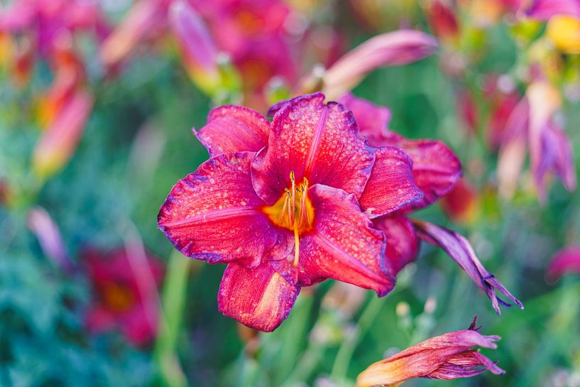 Daylily by Luis Emilio Villegas Amador