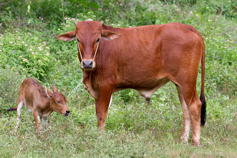 Big and small - on Con Dao by WeltReisender Magazin