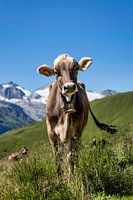 Cow on the alpine meadow in the Tuxertal in Austria