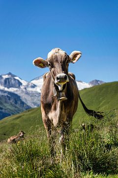 Koe op de alpenweide in het Tuxertal in Oostenrijk van Ronenvief