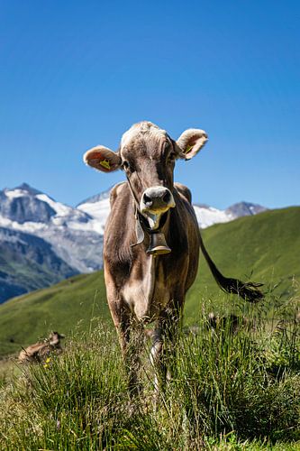 Vache sur une prairie alpine dans le Tuxertal en Autriche