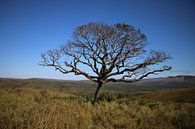 Amarula boom Zuid Afrika van Ralph van Leuveren thumbnail