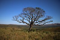 Amarula tree South Africa