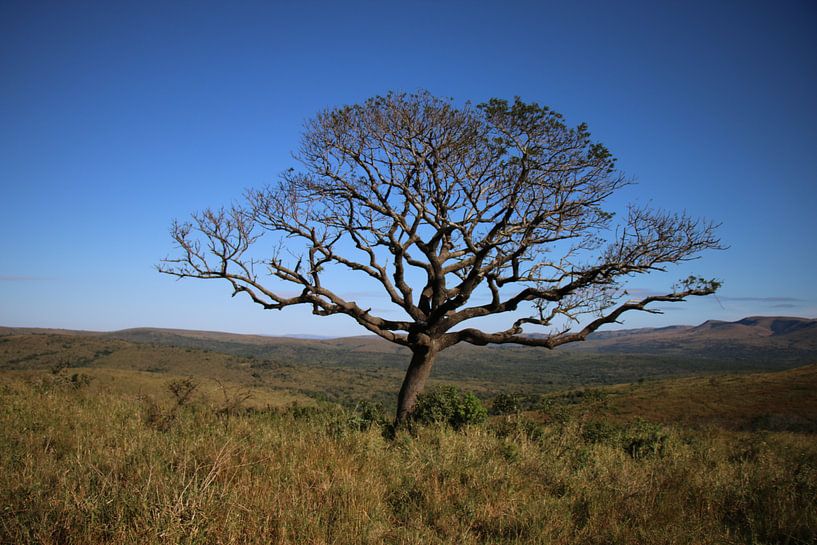 Amarula boom Zuid Afrika van Ralph van Leuveren