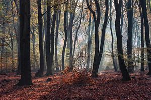 Herfst van Patrick Verheij