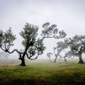 Feenwald auf Madeira von Dirk Rüter