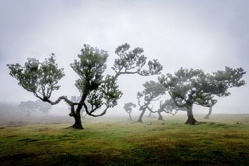 Feenwald auf Madeira