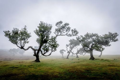 Feenwald auf Madeira von Dirk Rüter