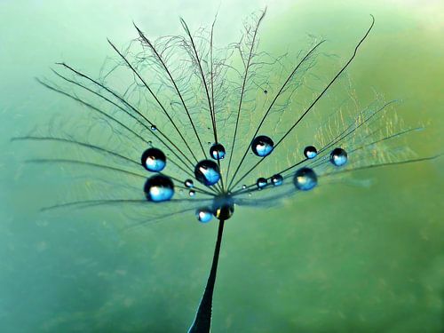 Paardenbloem blauwgroen Waterparels artdesign