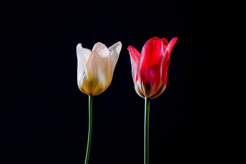 Tulipes néerlandaises par Celina Dorrestein
