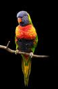 Lori, een kleine papegaaiensoort van Gert Hilbink thumbnail