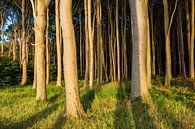 Küstenwald an der Ostsee bei Nienhagen von Rico Ködder Miniaturansicht