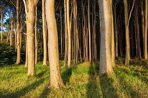 Küstenwald an der Ostsee bei Nienhagen