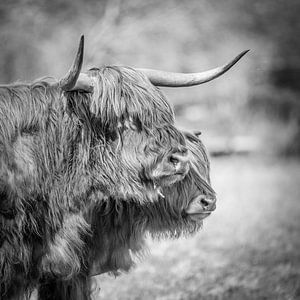 Scottish Highlanders by Annie Jakobs