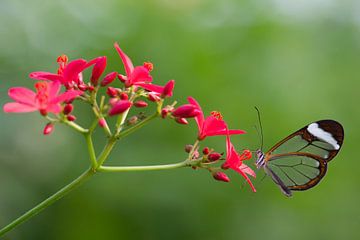 Glasvlinder, doorzichtige vlinder op bloem. van Michèle Huge