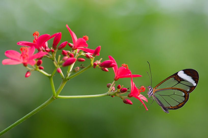 Glasvlinder, doorzichtige vlinder op bloem. par Michèle Huge