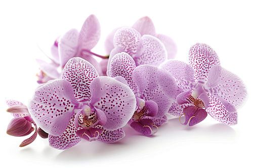 orchidee op witte achtergrond