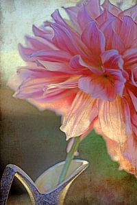 dahlia