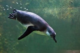 Pinguin in Nahaufnahme schwimmt im Wasser Unterwasserfoto, i in Grüntönen. von Michael Semenov