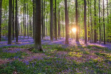 Paars bloemen tapijt van Michel Nicolaes