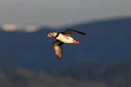 Atlantic Puffin or Common Puffin, Fratercula arctica,Runde, Norw von Frank Fichtmüller