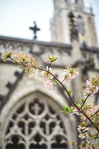 Blossom, Dom garden, Utrecht.