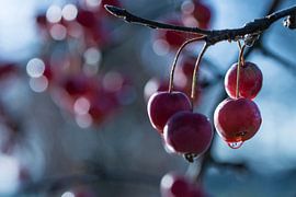 Besjes aan boom von Melanie Bruin