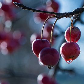 Besjes aan boom von Melanie Bruin