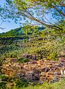Blick auf Fornalutx, ein altes berühmtes Dorf auf der Insel Mallorca von Alex Winter Miniaturansicht