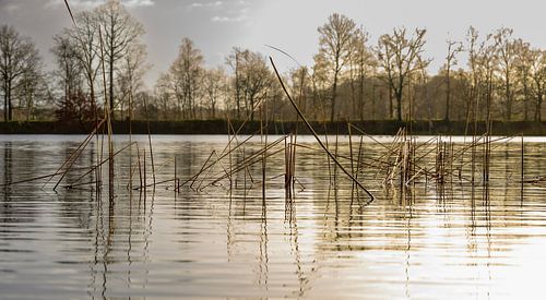 Het riet in het gouden licht van de zon