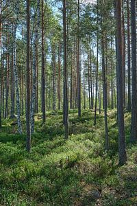 Schweden Gelassenheit 16