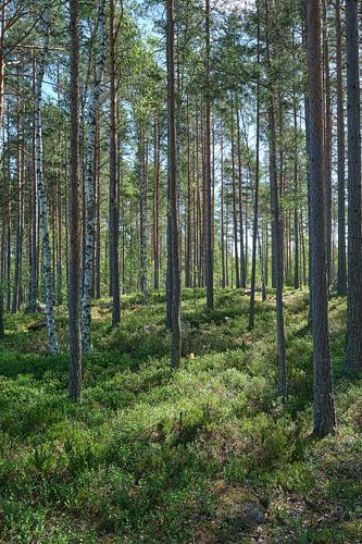 Sweden serene 16 by Geertjan Plooijer