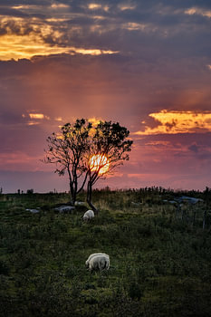 Sonnenuntergang hinter einem Baum mit grasenden Schafen, Vigra, Norwegen