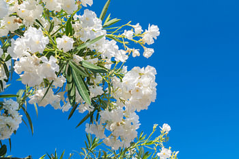 Abundant White Oleander Blossoms Against Blue Sky