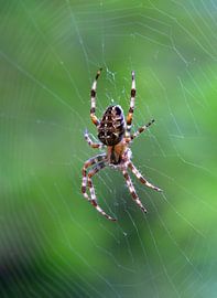 Krabbelspinne klettert in einem Spinnennetz hoch von Frans Rombout