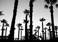 palms on boulevard in black and white