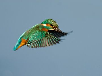 Kingfisher in flight by René Vos