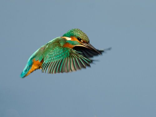 IJsvogel in vlucht