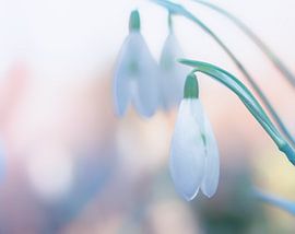 sneeuwklok trio van natascha verbij