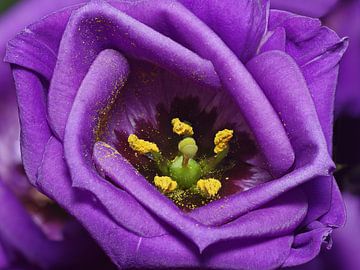 Purple velvet by Mike Bing