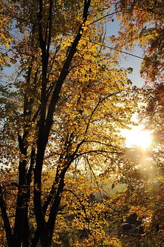 Herfstbladeren in de late middag zon van Assia Hiemstra