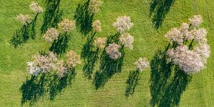Obstbaumblüte bei Beuren auf der Schwäbischen Alb von Werner Dieterich
