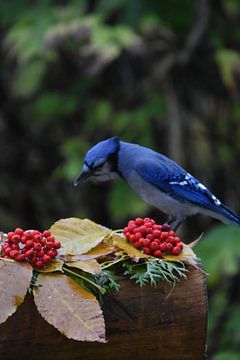 A blue jay in autumn by Claude Laprise