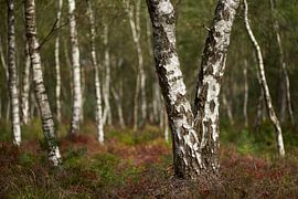 Witte berken stammen op de Veluwe van Cor de Hamer