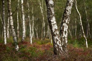 Weiße Birkenstämme auf der Veluwe