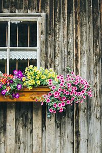 Flowers on Wooden House by Patrycja Polechonska